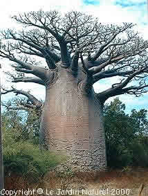 Baobab Tree