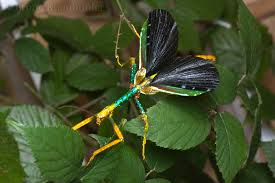 Achrioptera punctipes Stick Insect