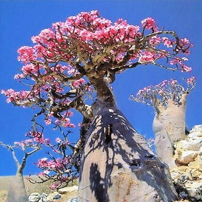 Adenium Obesum 