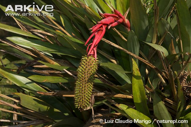 Bromeliad Aechmea ornata