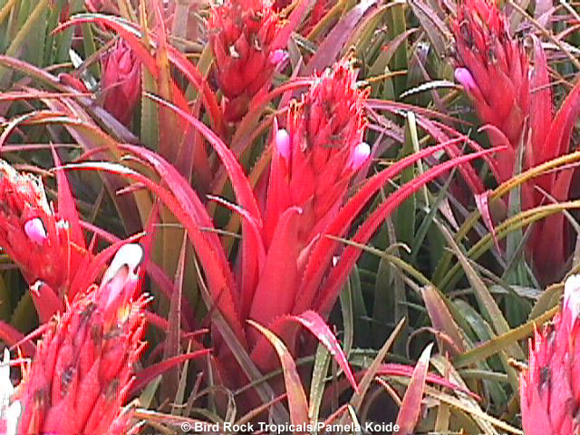 Bromeliad aechmea recurvata 