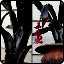 Aechmea Black on Black