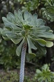 Aeonium ciliatum