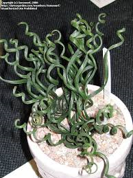  Corkscrew Albuca