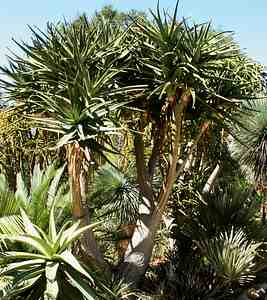 Giant Tree Aloe Branching