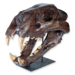 American Lion Skull