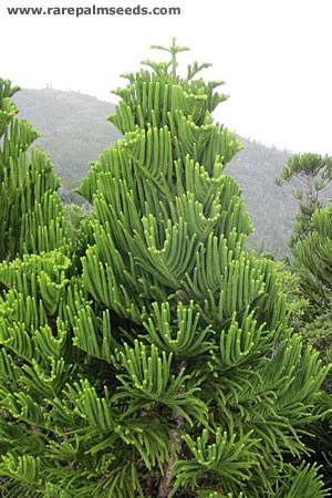 Laubenfel’s araucaria