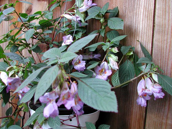 Impatiens arguta