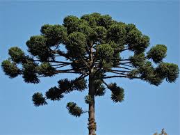 Bunya Pine 