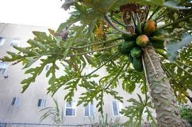 Mountain Papaya