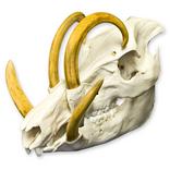 Babirusa Skull