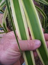 Variegated Pony Tail Palm