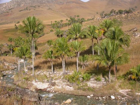 Cold Growing Coconut Palm