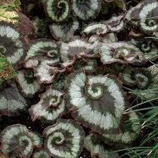 Spiral Begonia