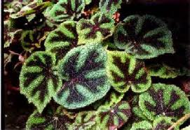 Iron Cross Begonia