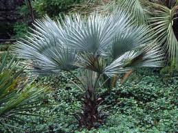 Mexican Blue Fan Palm
