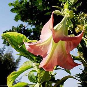 Brugmansia Miner's Claim