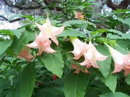 Pink Angels Trumpet