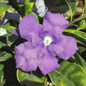 Brazilian Brunfelsia 