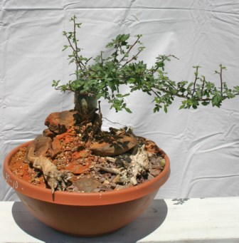 Bursera fagaroides Bonsai Dish