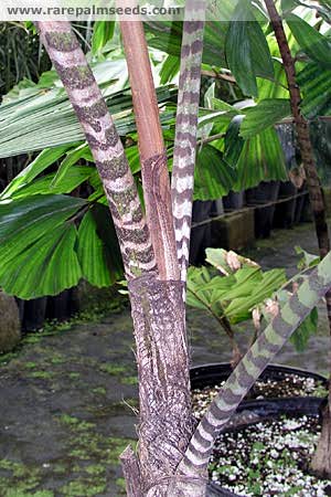 Zebra Palm 