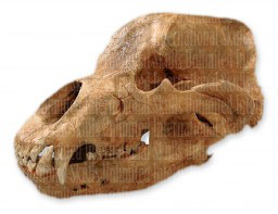 Cave Bear Skull