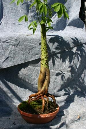  Bonsai Silk Floss Tree