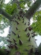 Silk Floss Tree