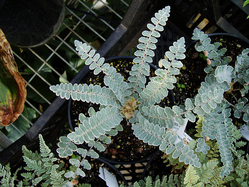 Chelanthes sinnuata