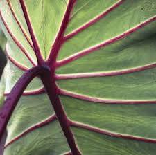 Colocasia  Red Stem