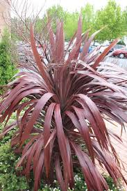 Cordyline Crimson Star