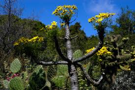 Giant Coreopsis