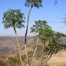 Cabbage Tree