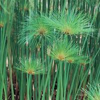 Cyperus papyrus