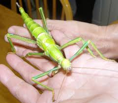 Lime Green Giant Stick Insect