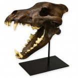 Dire Wolf Skull
