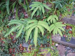 Dryopteris sieboldii