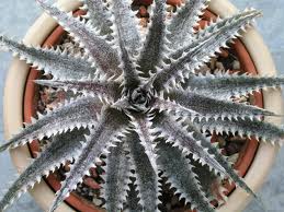 Dyckia Brittle Star