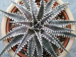 Dyckia Brittle Star