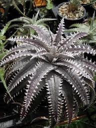 Dyckia Nickel Silver