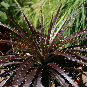 Dyckia Burgundy Ice