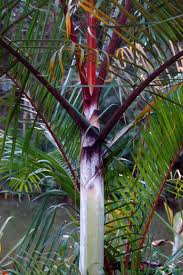Sugar Cane Palm