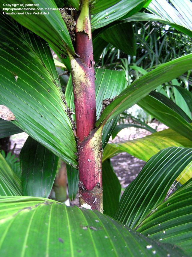 Dypsis mirabilis (paludosa)