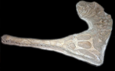 Dyrosaurus Skull