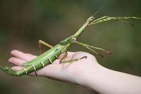 Goliath Stick Insect