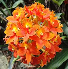 Epidendrum radicans