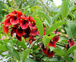 Cockspur Coral Tree