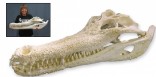 False Gavial Skull