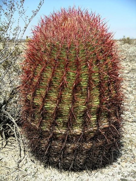  Red Barrel Cactus