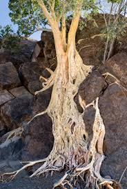 Mexican Rock Fig